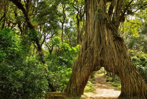 Arusha national park