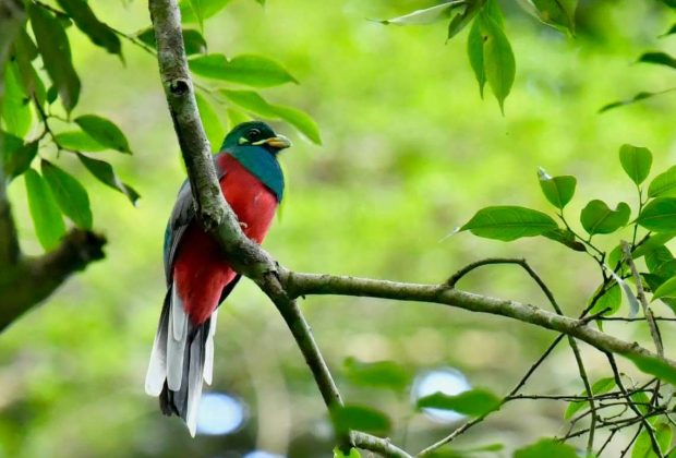 birds in arusha national park