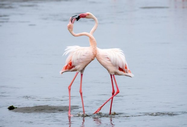 flamingo
