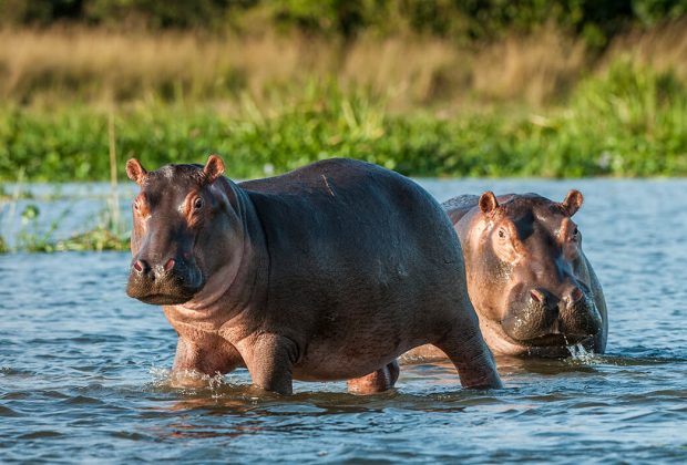 hippo manyara national park