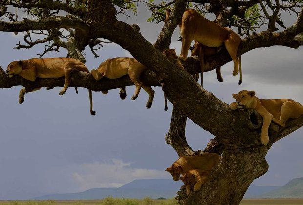 lake manyara lions