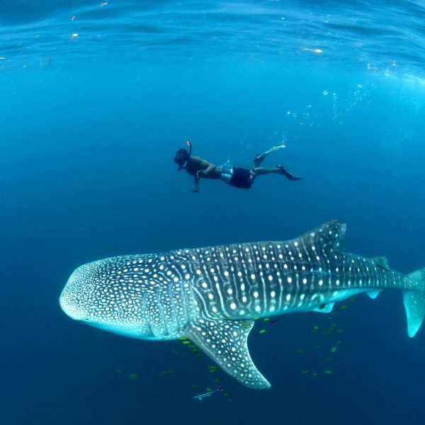 mafia island swiming whale shark