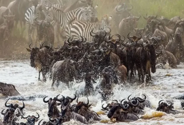 wildebeest migration