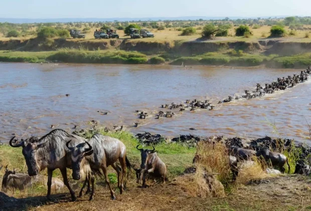wildebeest migration2