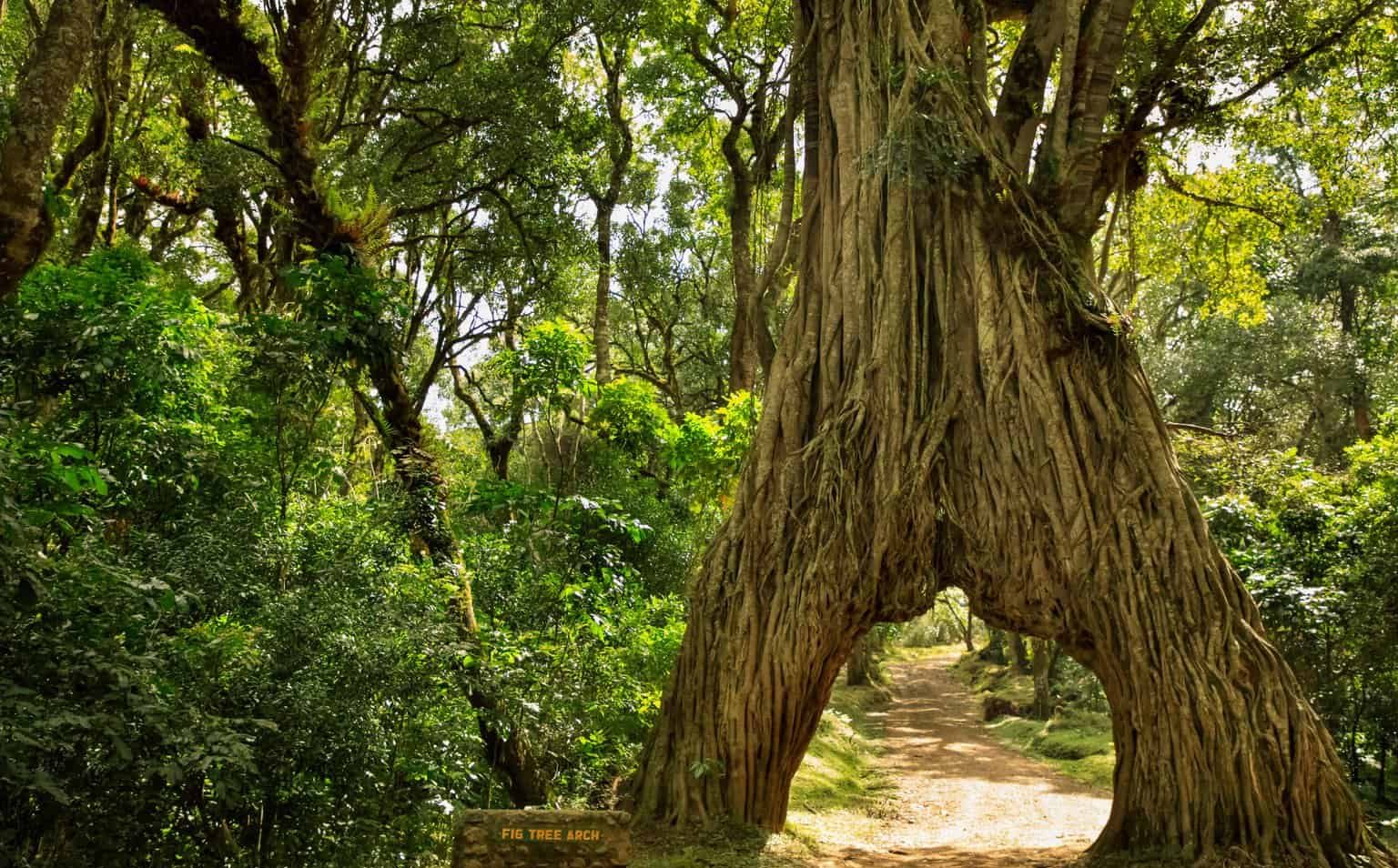 Arusha national park