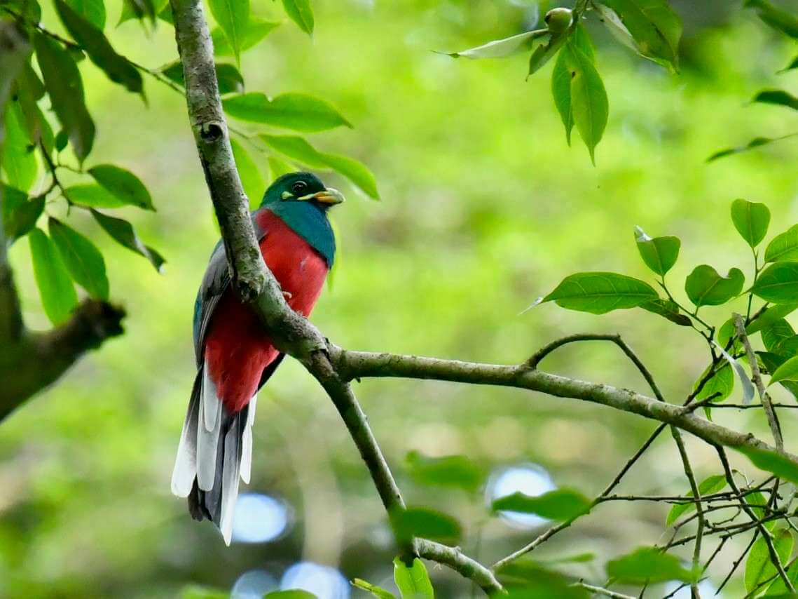 birds in arusha national park