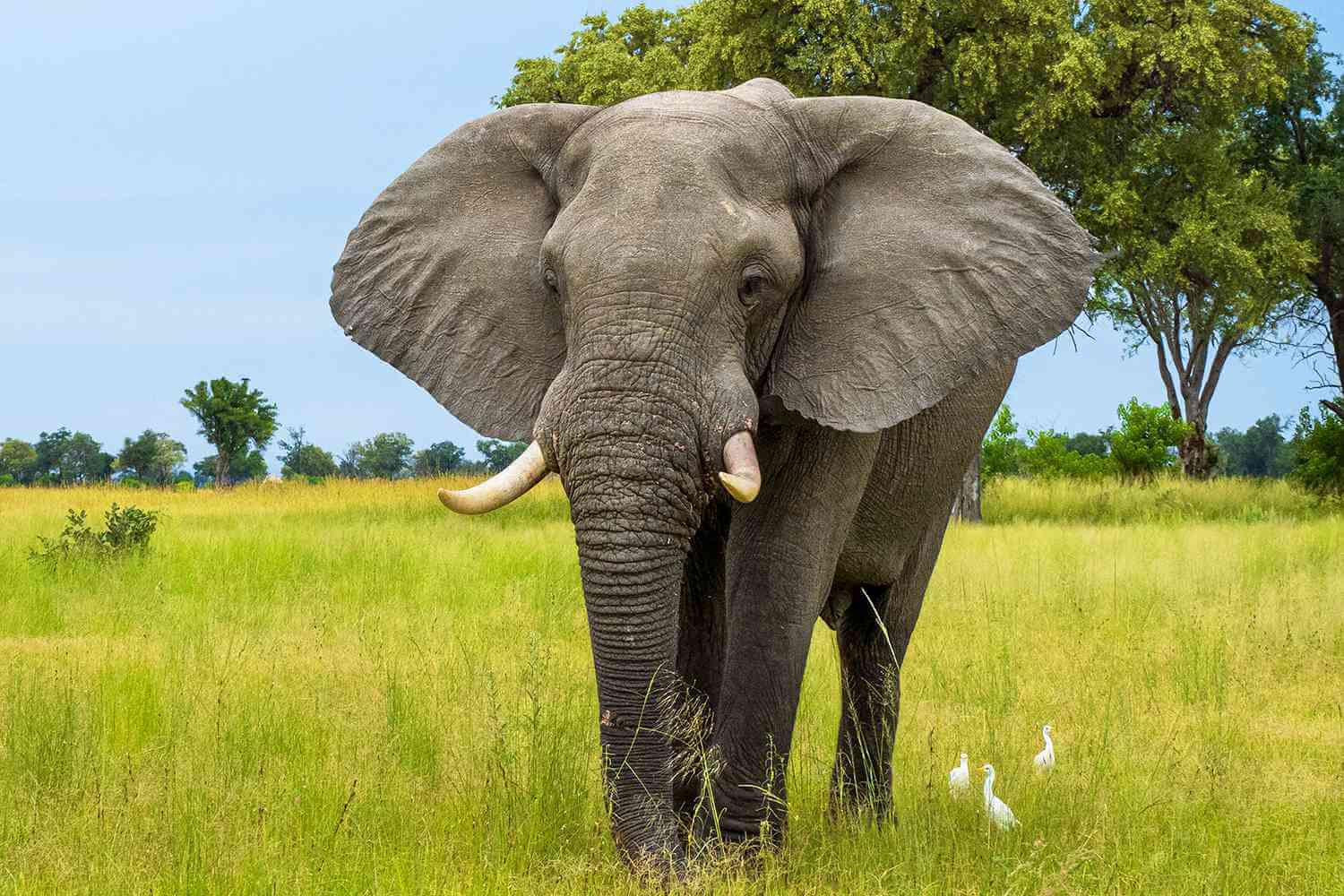 elephant