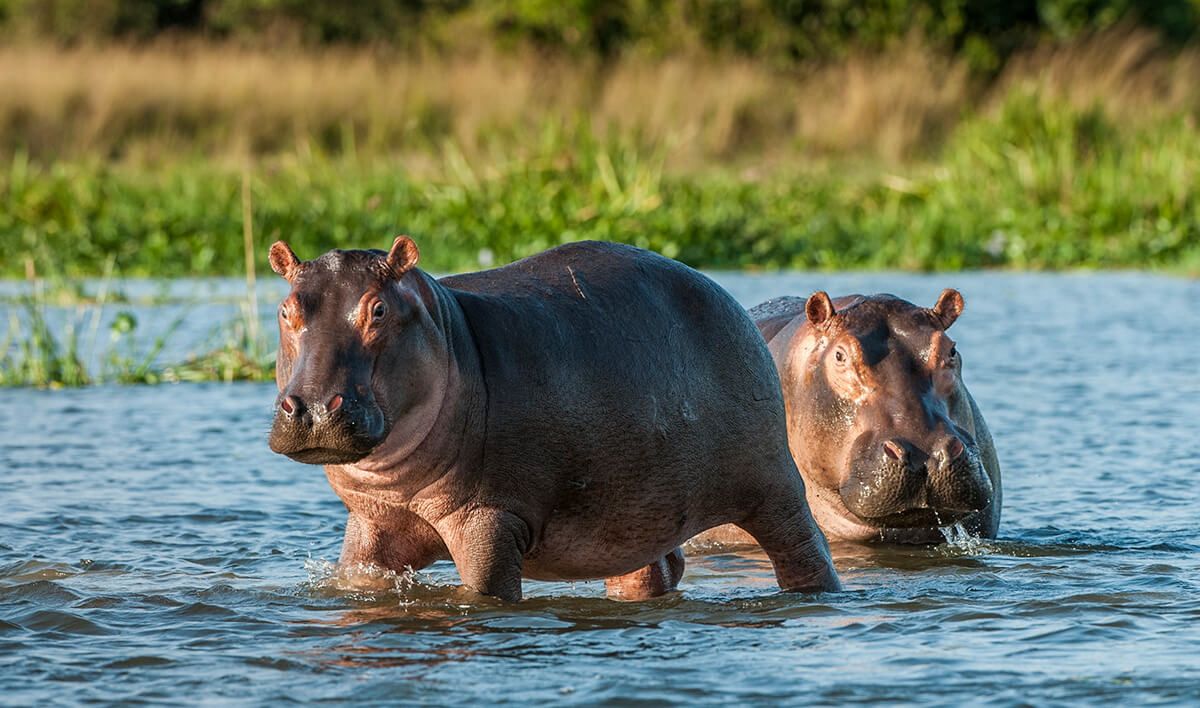 hippo manyara national park