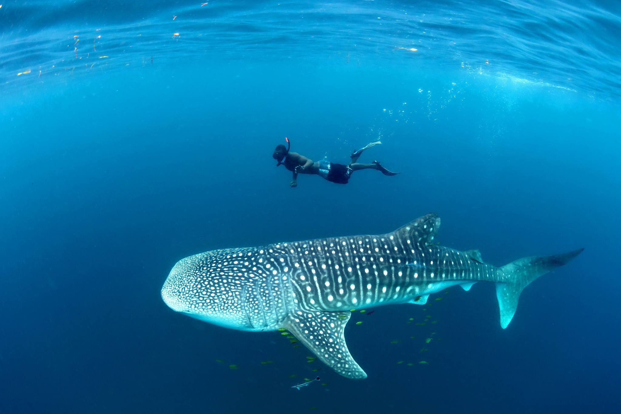 mafia island swiming whale shark