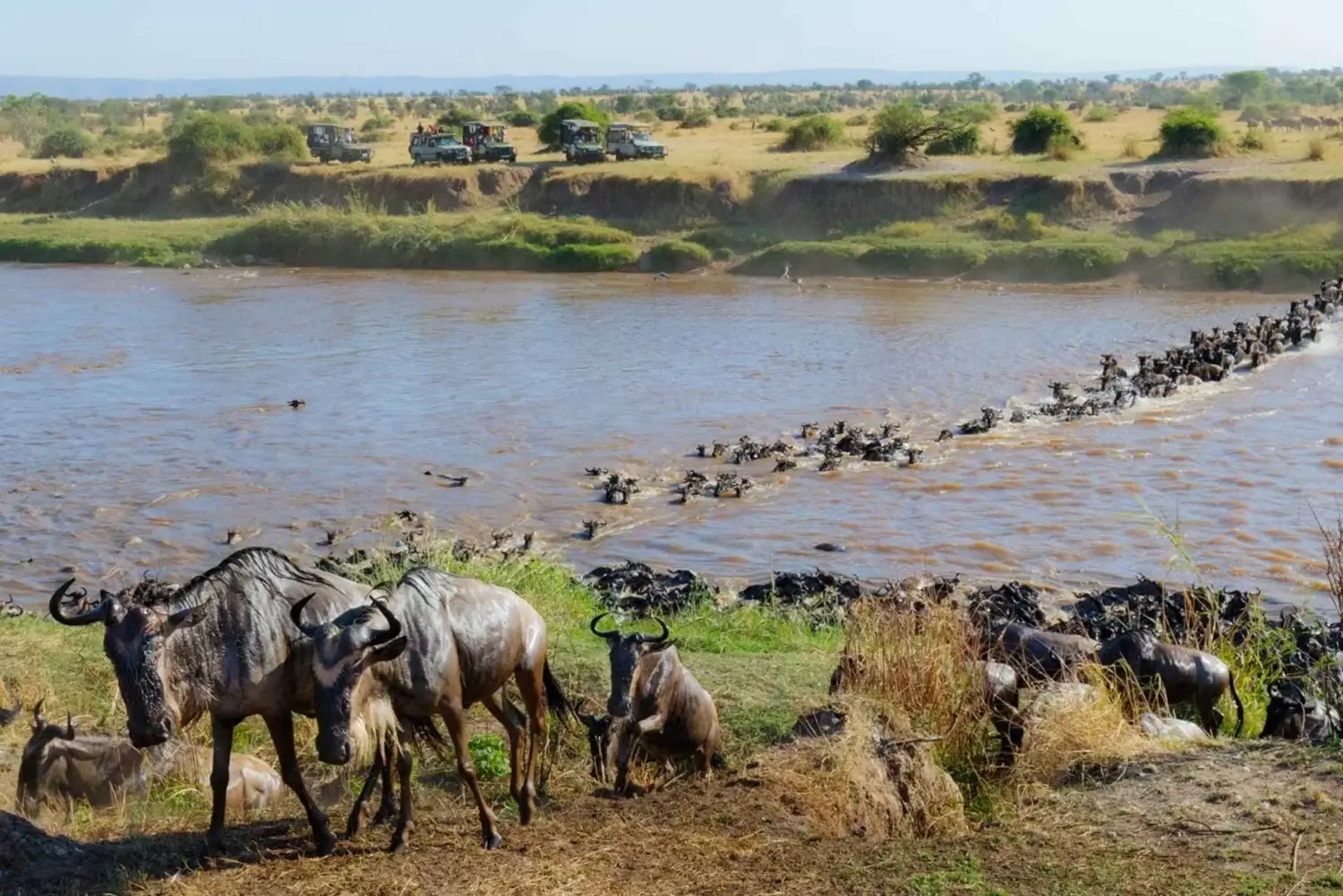 wildebeest migration2